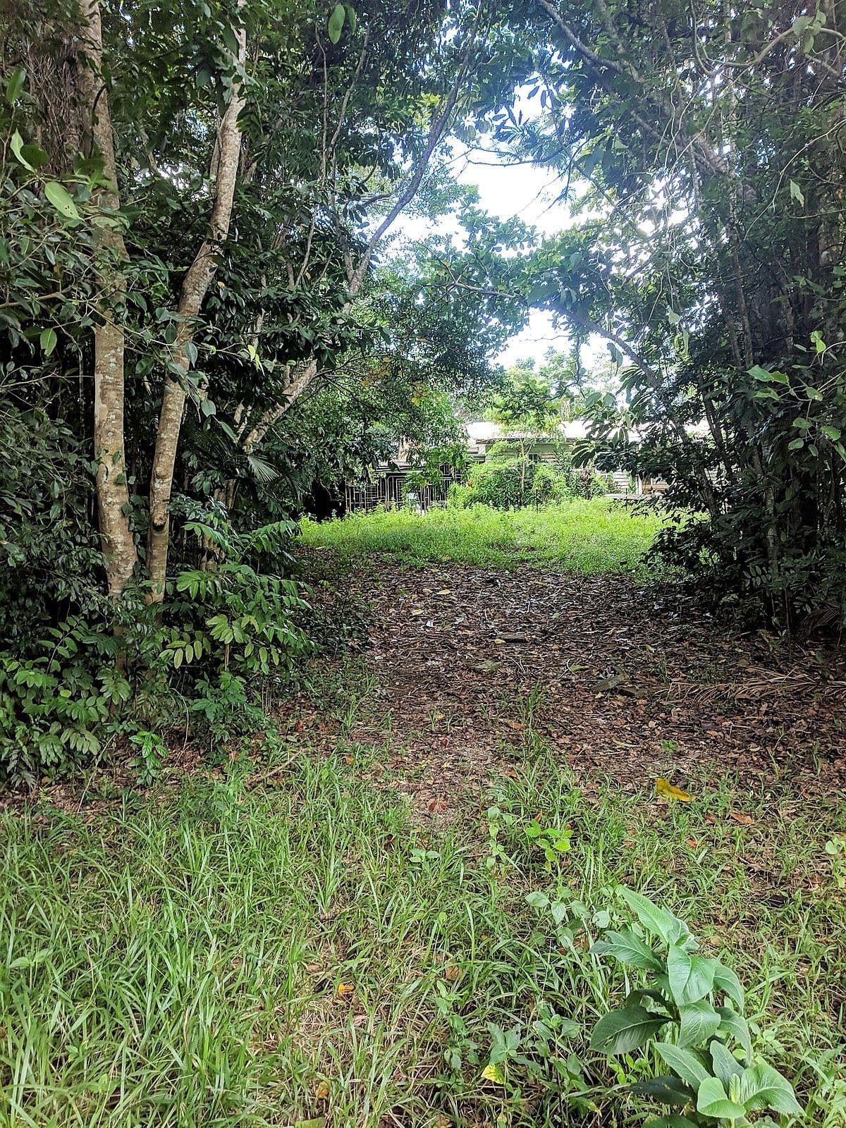 3390 Mossman Daintree Road, Daintree QLD 4873, Daintree - Thumbnail 5
