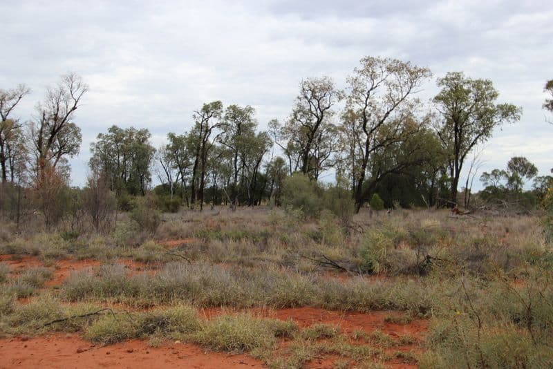 Lot 20 Albert Park Road, CHARLEVILLE QLD 4470, Charleville - Image 1