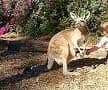 3 Clearview Court, DAKABIN QLD 4503, Dakabin - Thumbnail 4