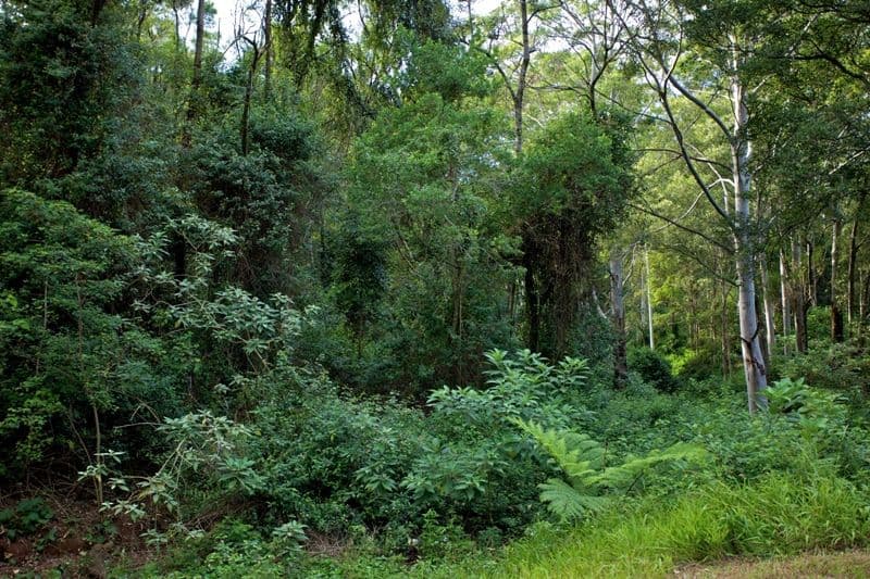 115-117 North Road, LOWER BEECHMONT QLD 4211, Lower Beechmont - Thumbnail 6