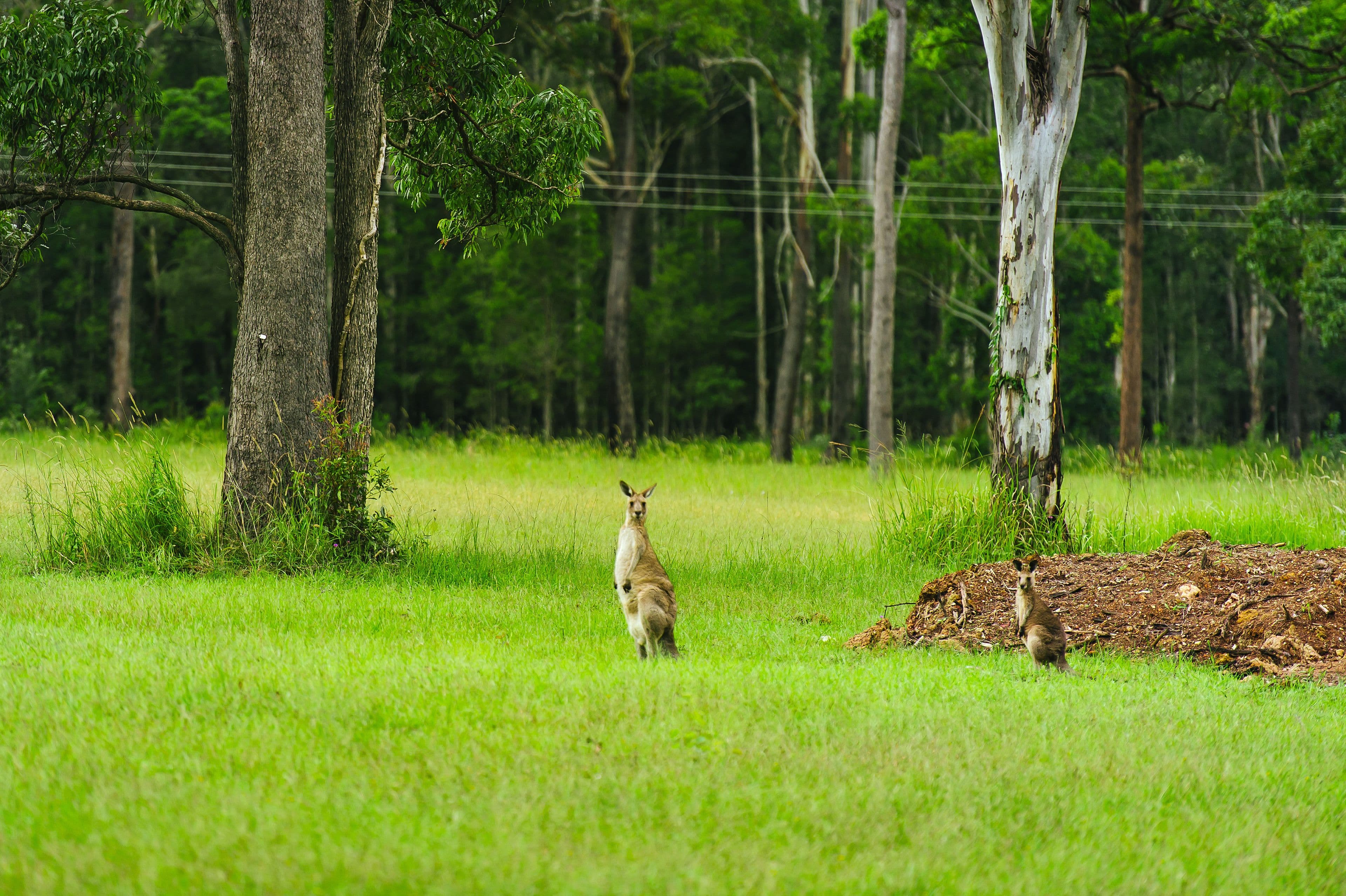 165 John Oxley Drive, Port Macquarie NSW 2444, Port Macquarie - Thumbnail 8