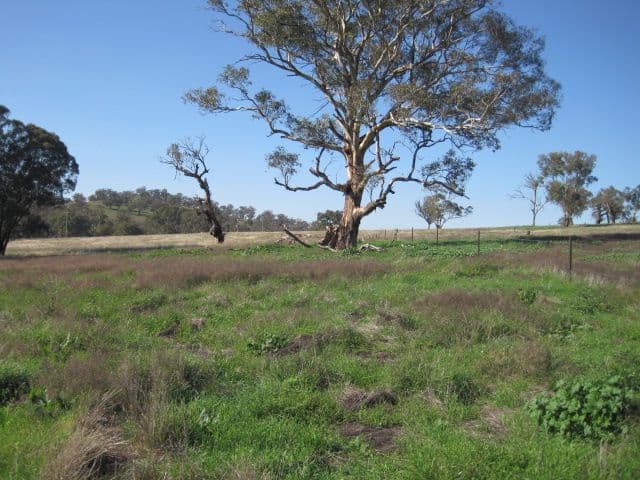 109 Dowling Drive, Murringo Via, YOUNG NSW 2594, Young - Thumbnail 2
