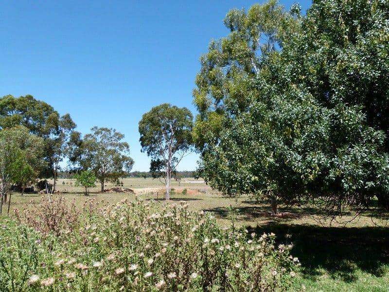 8 Brahman Street, FORBES NSW 2871, Forbes - Thumbnail 4