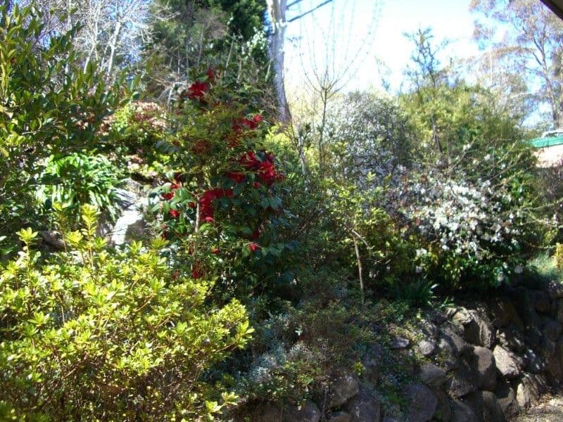 15 Gladstan Avenue, KATOOMBA NSW 2780, Katoomba - Thumbnail 6