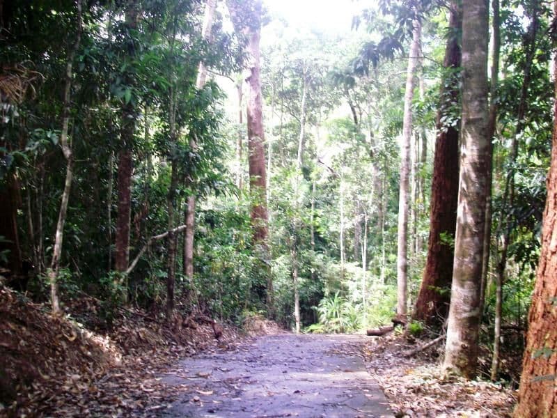 223 Red Gum Road, DAINTREE QLD 4873, Daintree - Thumbnail 2