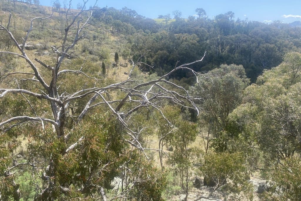 Lot 155 Grabine Road, Bigga - Thumbnail 6