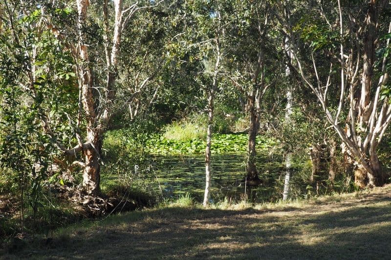 205 Petersen Road, Owanyilla QLD 4650, Owanyilla - Thumbnail 8