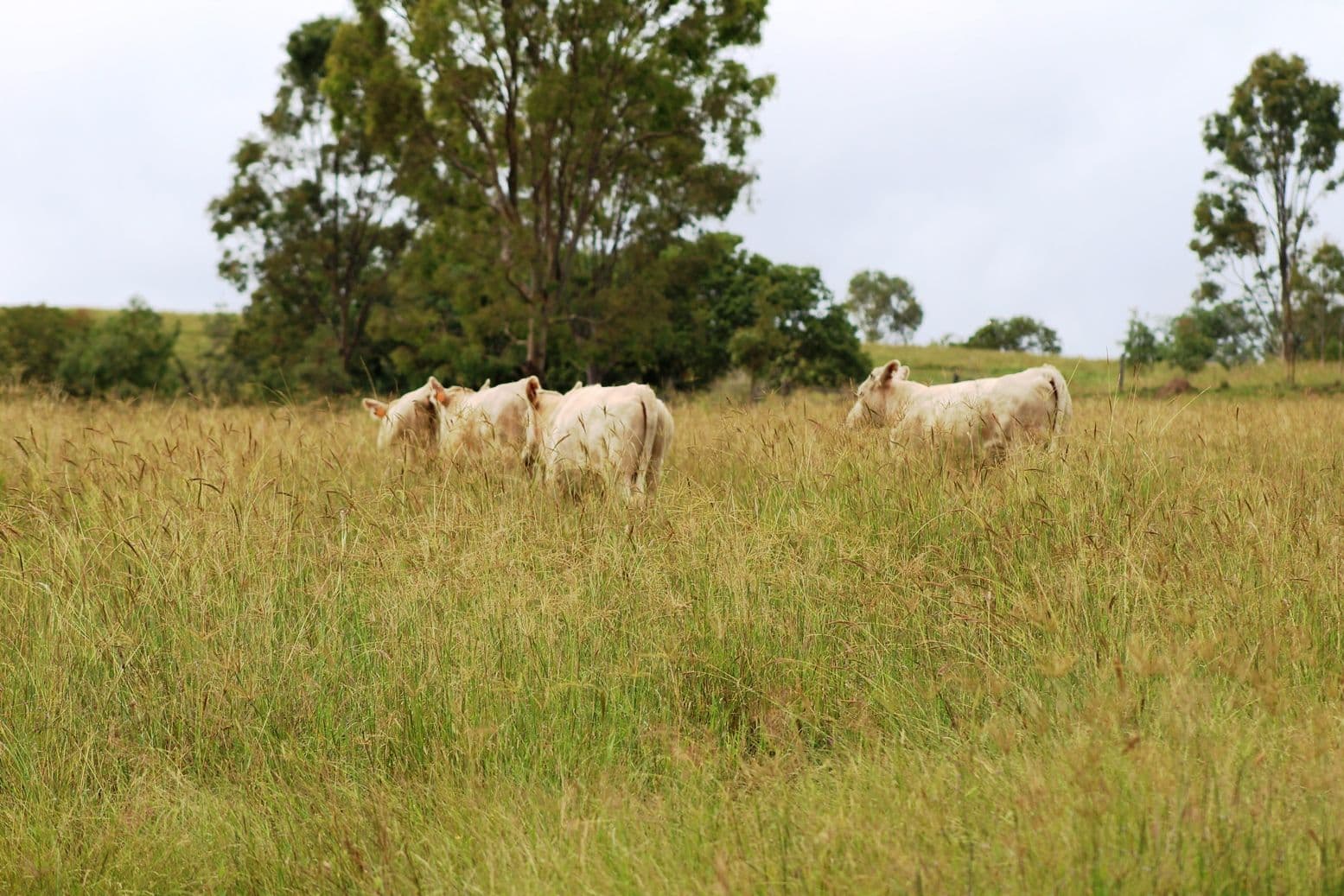 1169 Cooeeimbardi Road, Fulham QLD 4313, Fulham - Thumbnail 2