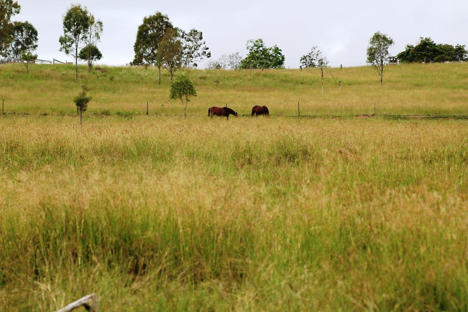 1169 Cooeeimbardi Road, Fulham QLD 4313, Fulham - Thumbnail 5