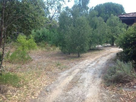 Lot 98 Zamia Street, NORTHCLIFFE WA 6262, Northcliffe - Thumbnail 3