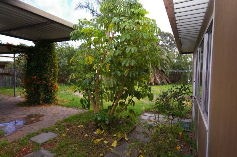 19 Garrick Way, BALGA WA 6061, Balga - Thumbnail 6
