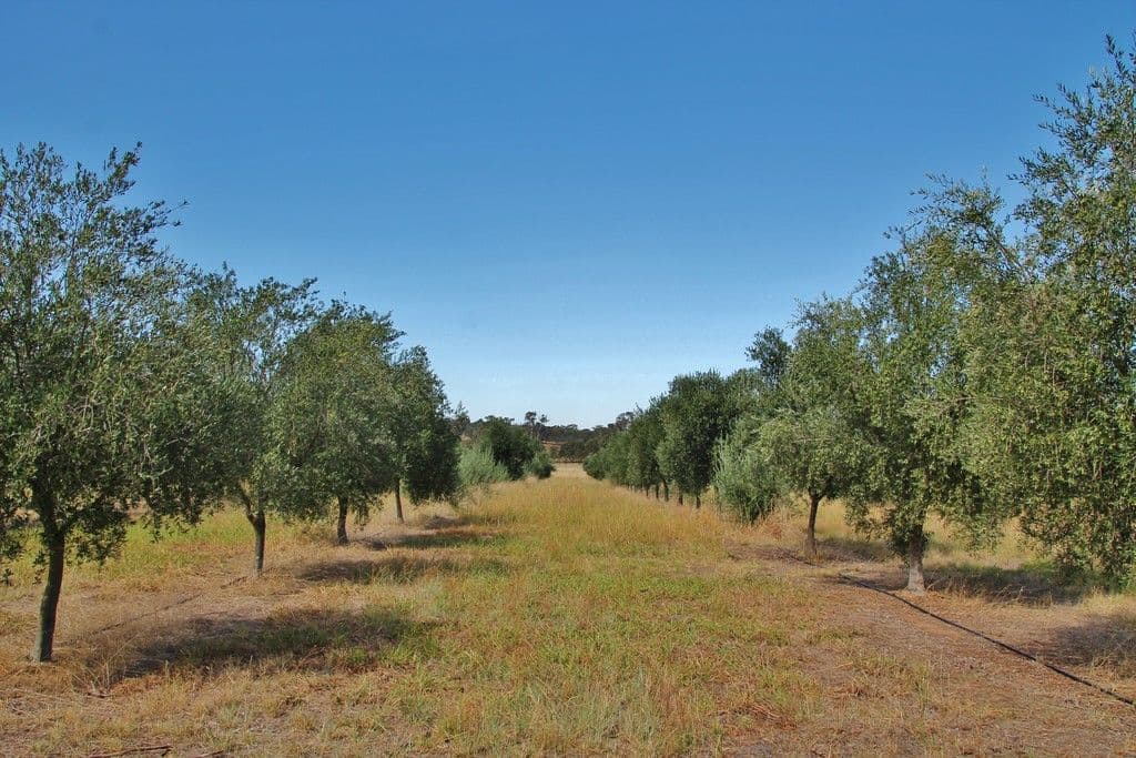 927 Monteagle Stock Route East, Monteagle via, Young NSW 2594, Young - Image 1