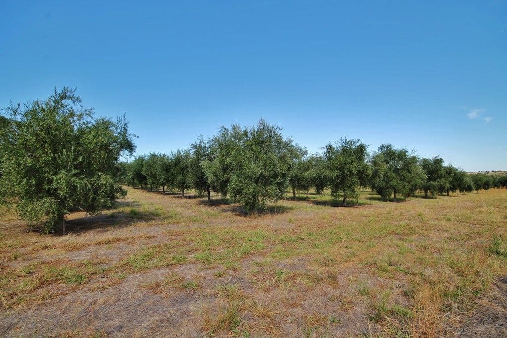 927 Monteagle Stock Route East, Monteagle via, Young NSW 2594, Young - Thumbnail 4