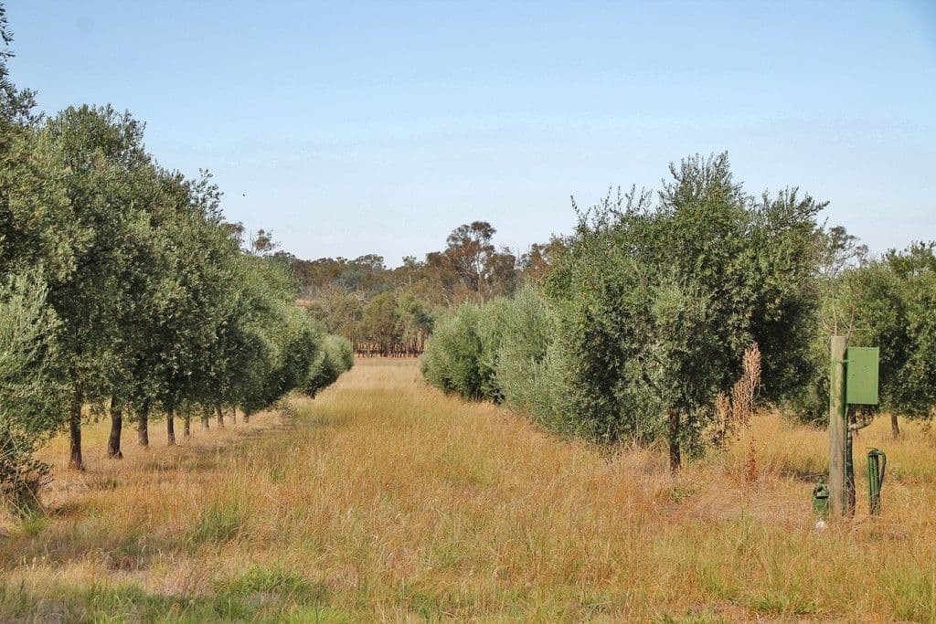 927 Monteagle Stock Route East, Monteagle via, Young NSW 2594, Young - Thumbnail 7