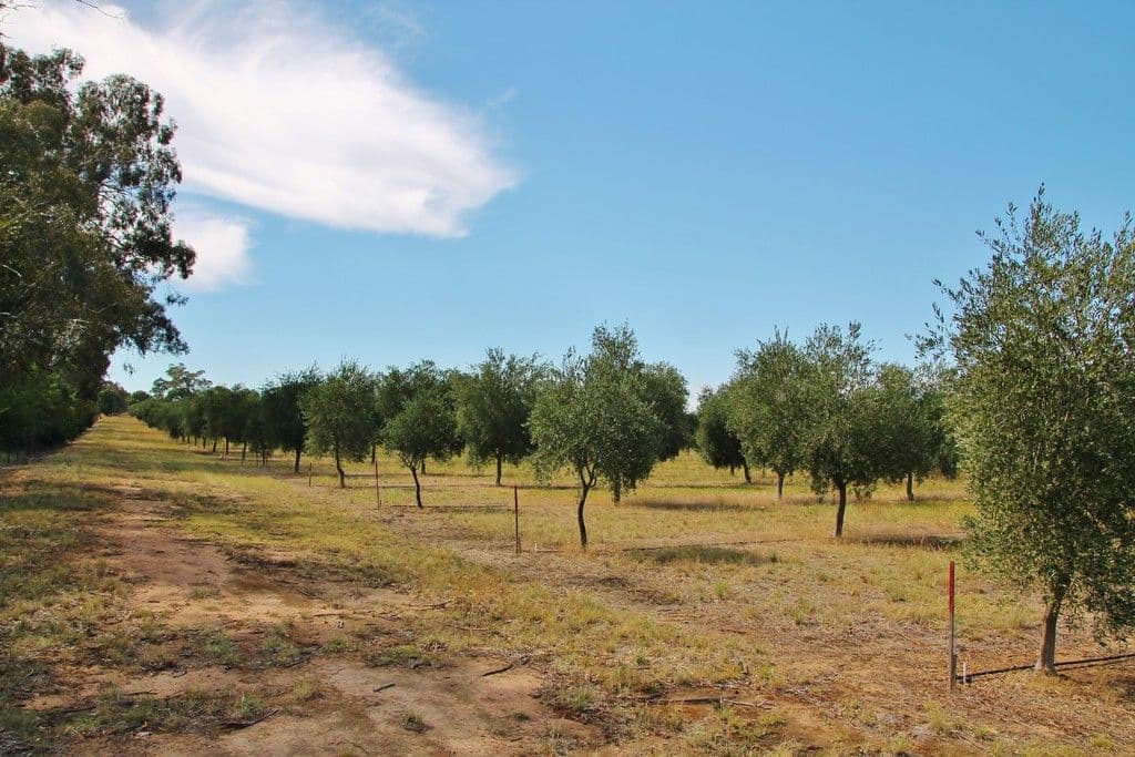927 Monteagle Stock Route East, Monteagle via, Young NSW 2594, Young - Thumbnail 8