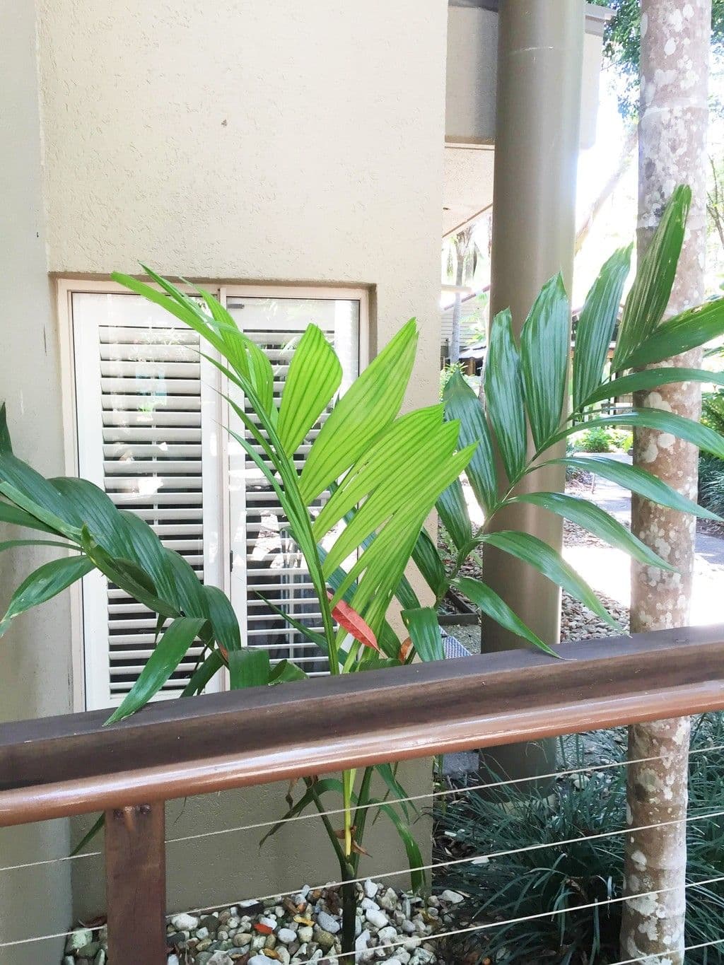  316 Port Douglas Road, Port Douglas QLD 4877, Port Douglas - Thumbnail 5