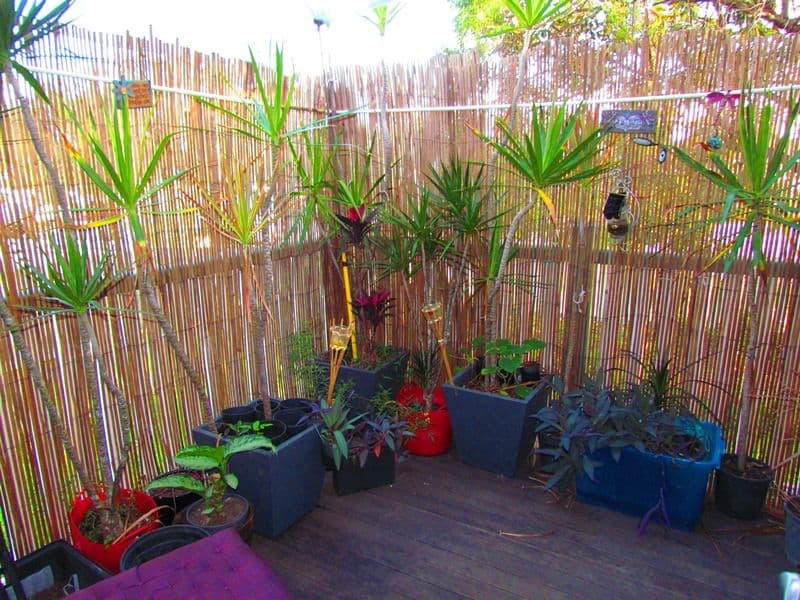 17 Ernest Street, LEICHHARDT QLD 4305, Leichhardt - Thumbnail 5