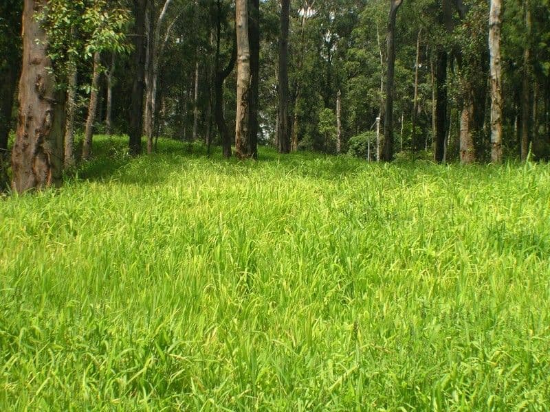 LISAROW NSW 2250, Lisarow - Thumbnail 3