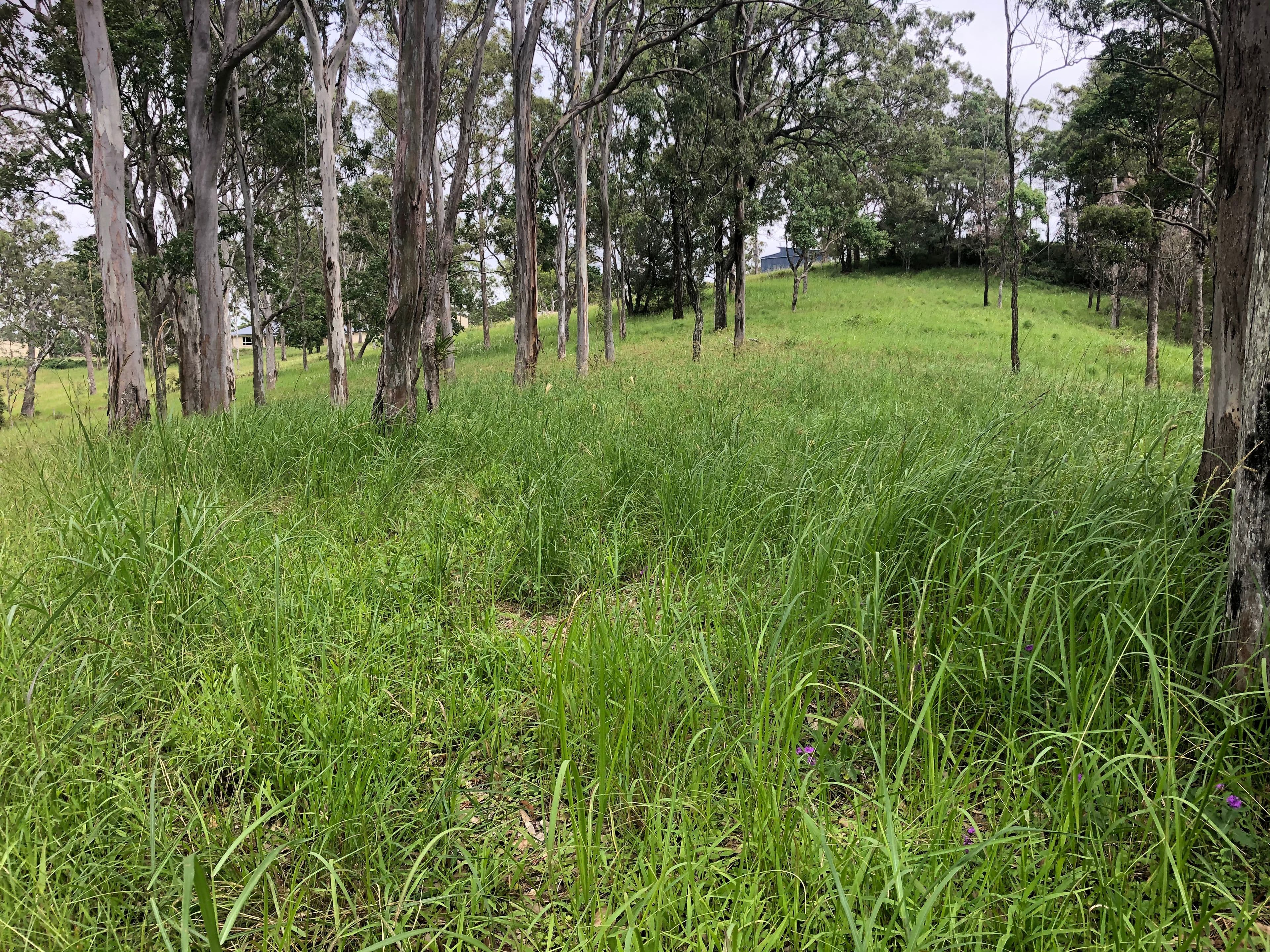 31A Dean Drive, Ocean View QLD 4521, Ocean View - Thumbnail 2