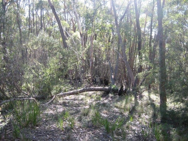 131 Mt York Road, MOUNT VICTORIA NSW 2786, Mount Victoria - Thumbnail 2