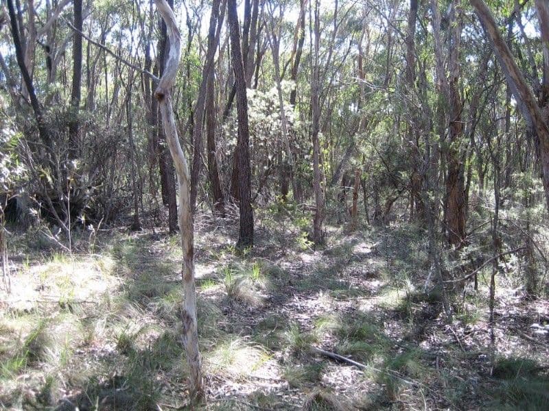 131 Mt York Road, MOUNT VICTORIA NSW 2786, Mount Victoria - Thumbnail 4