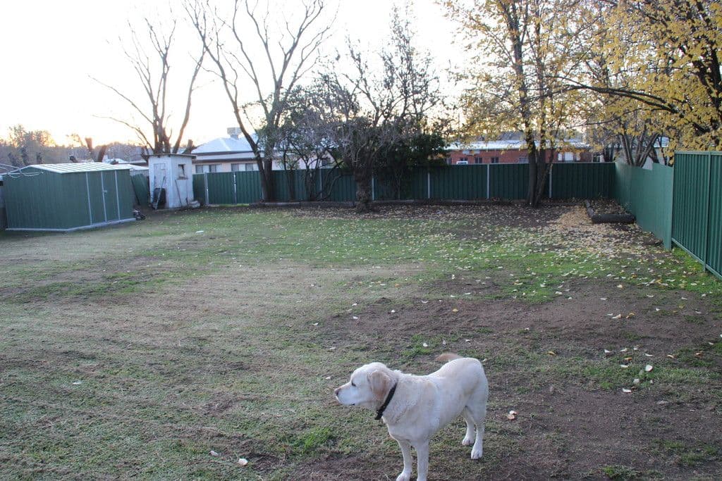 41 KING Street, Coonabarabran NSW 2357, Coonabarabran - Thumbnail 4