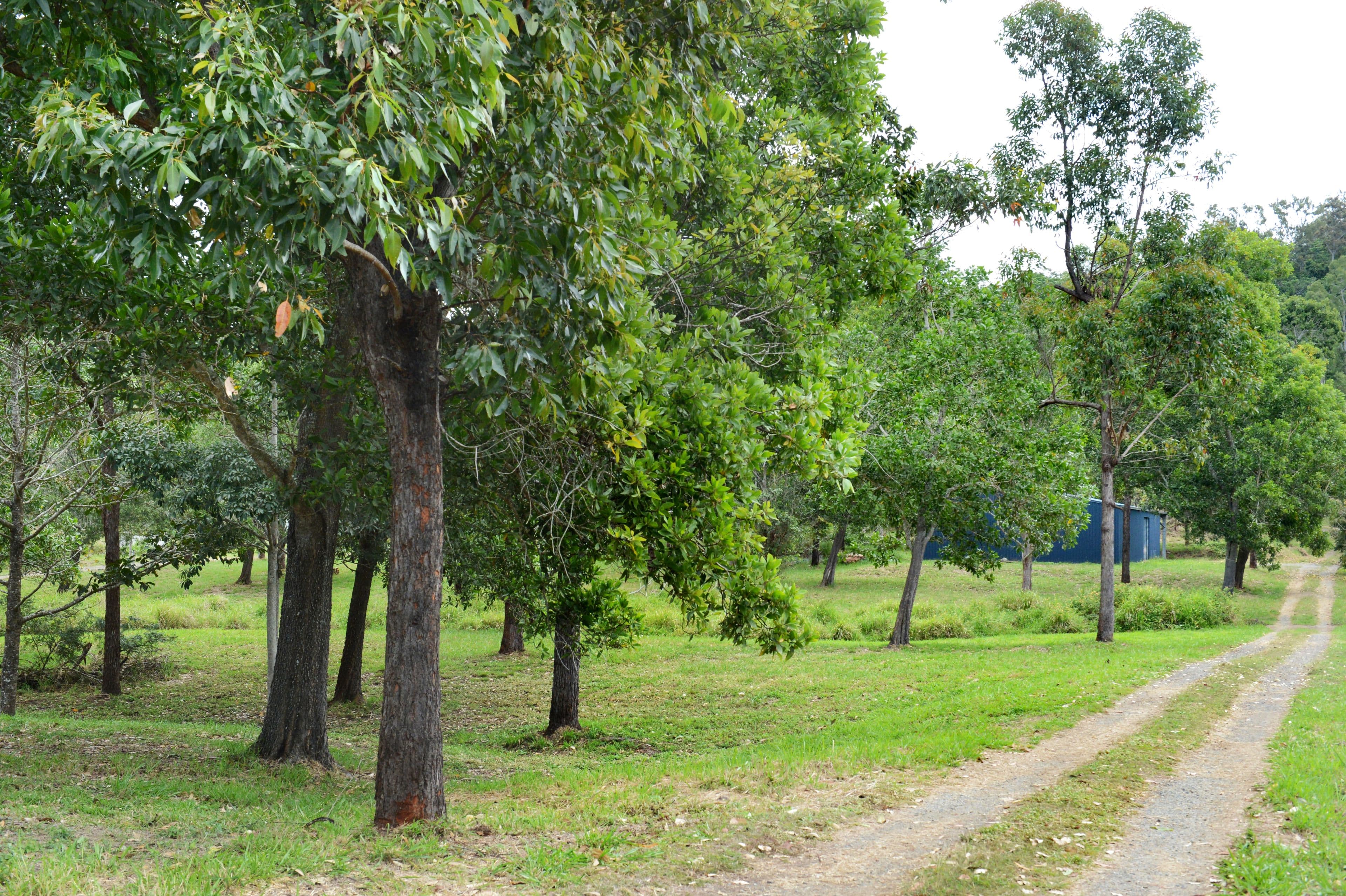 57 Moodys Road, Strathdickie QLD 4800, Strathdickie - Thumbnail 6