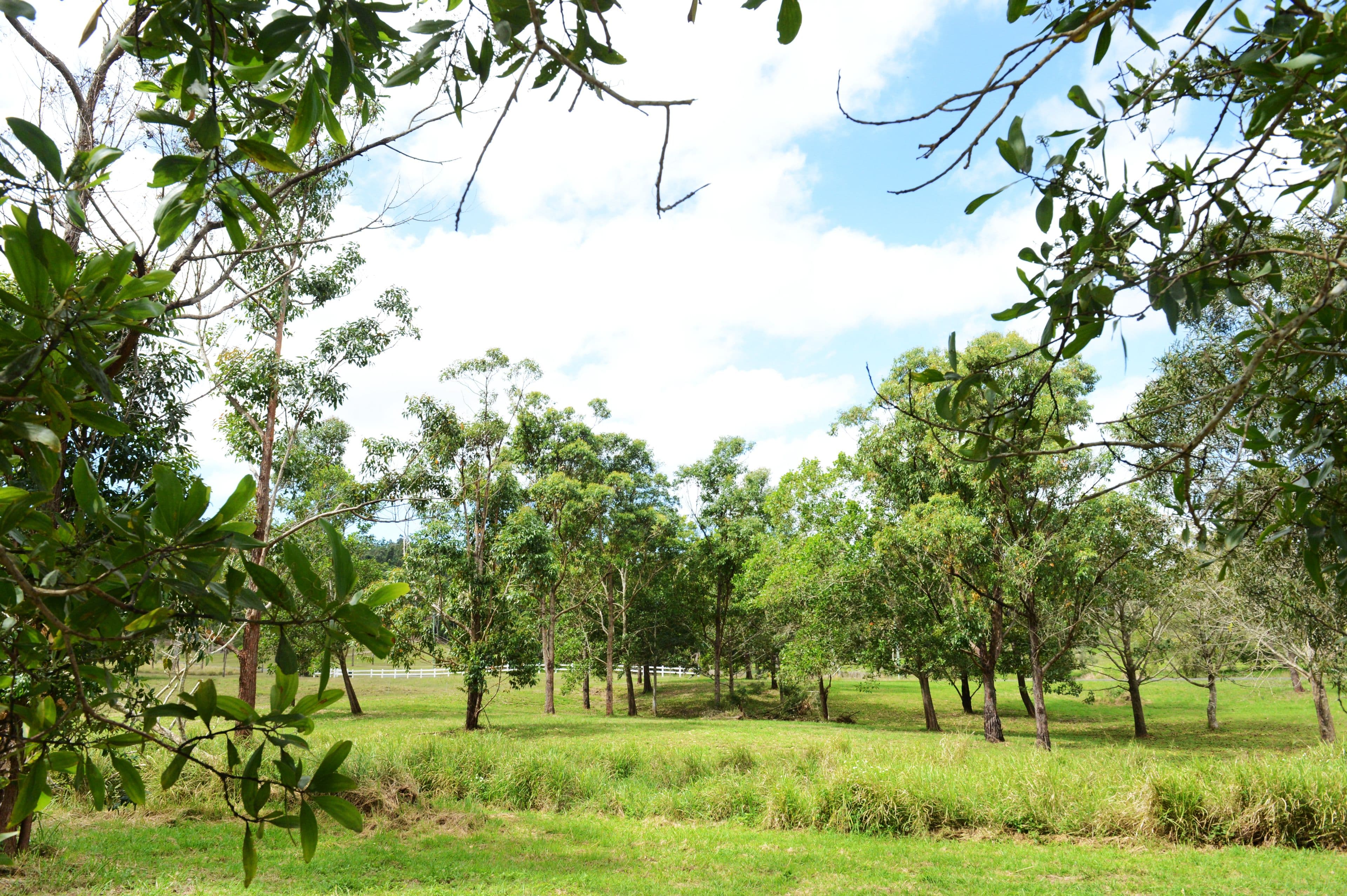 57 Moodys Road, Strathdickie QLD 4800, Strathdickie - Thumbnail 8