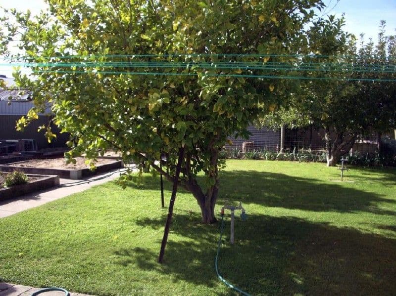 20 Dinning Terrace, BORDERTOWN SA 5268, Bordertown - Thumbnail 4