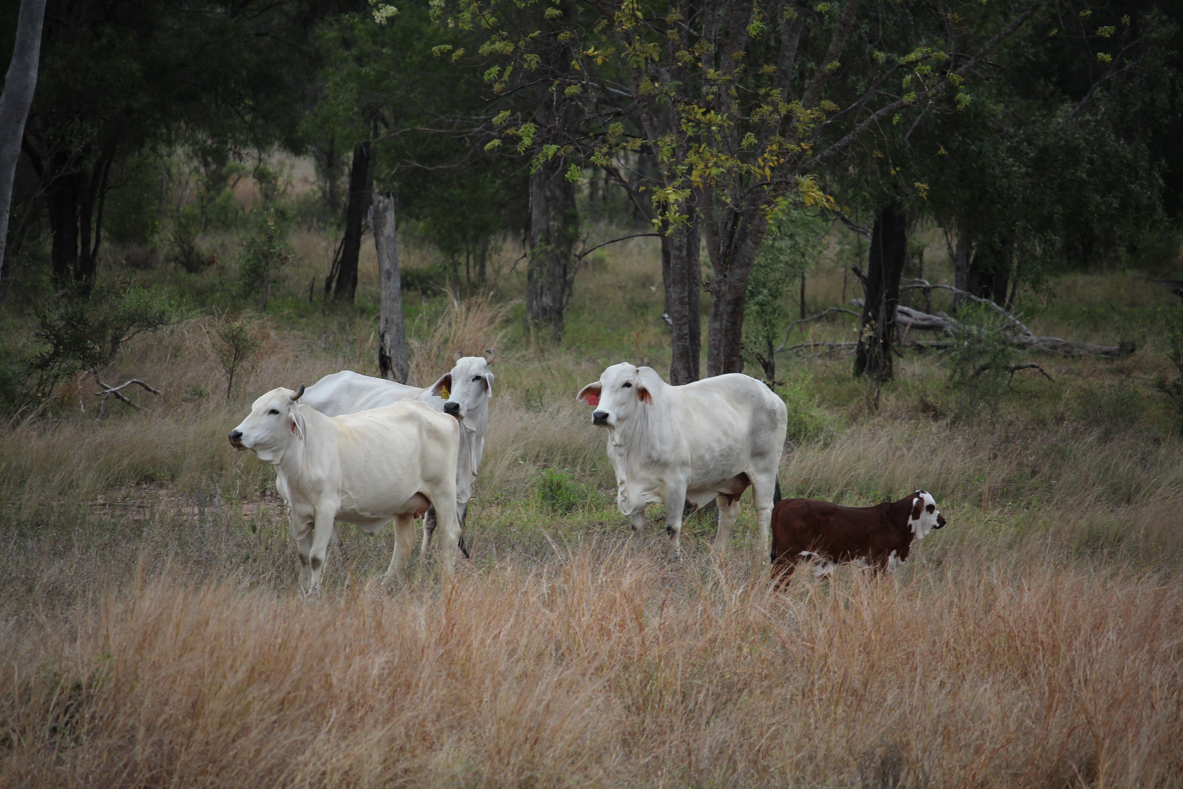 Moura QLD 4718, Moura - Thumbnail 5