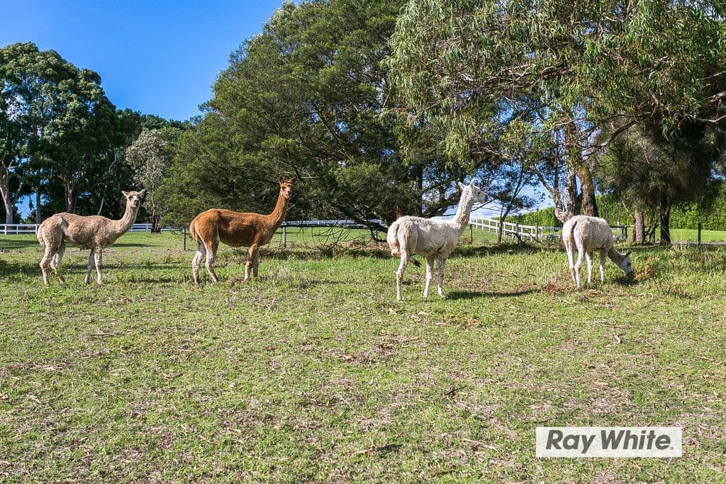 130 Browns Road, Boneo VIC 3939, Boneo - Thumbnail 3