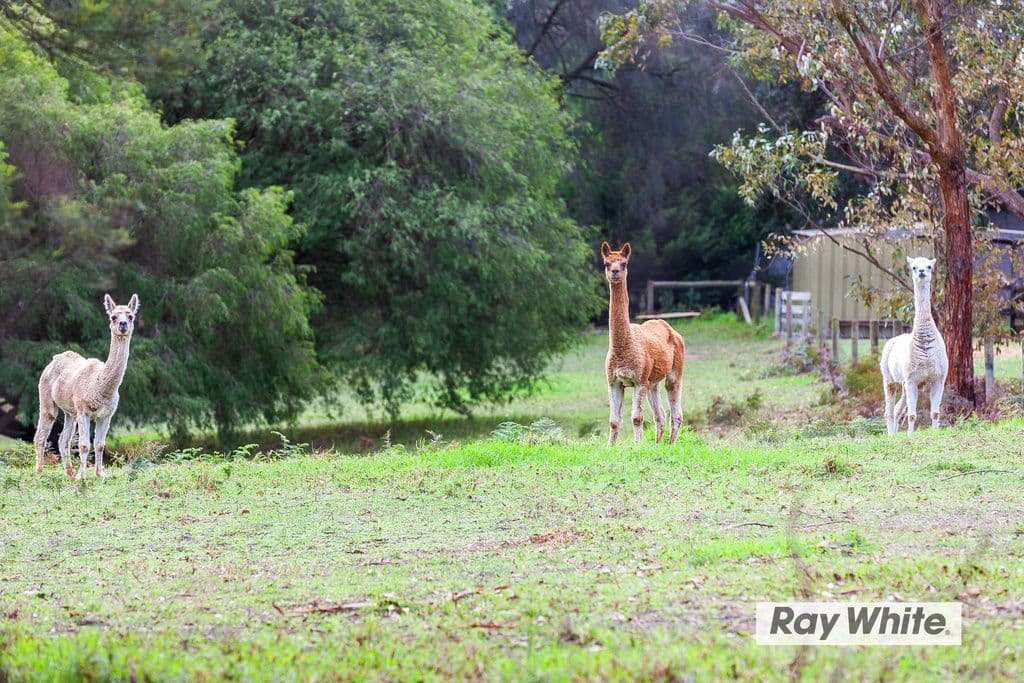 130 Browns Road, Boneo VIC 3939, Boneo - Thumbnail 5