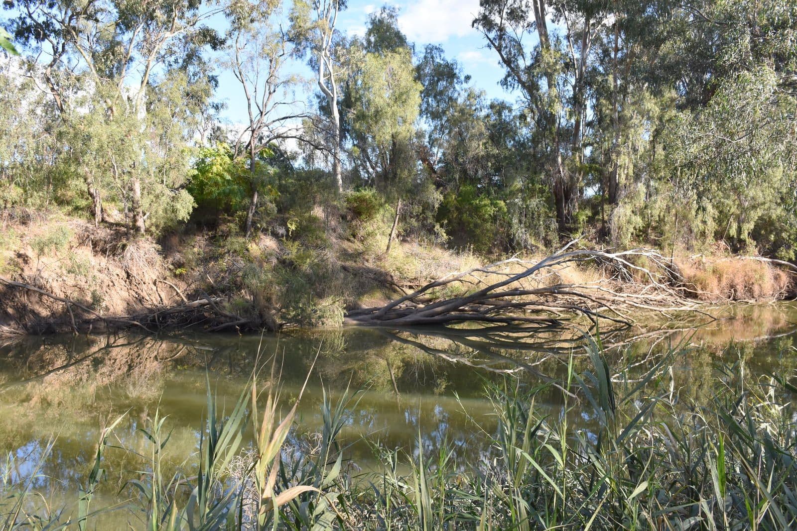 7 Jackson Grove, Moree NSW 2400, Moree - Thumbnail 4