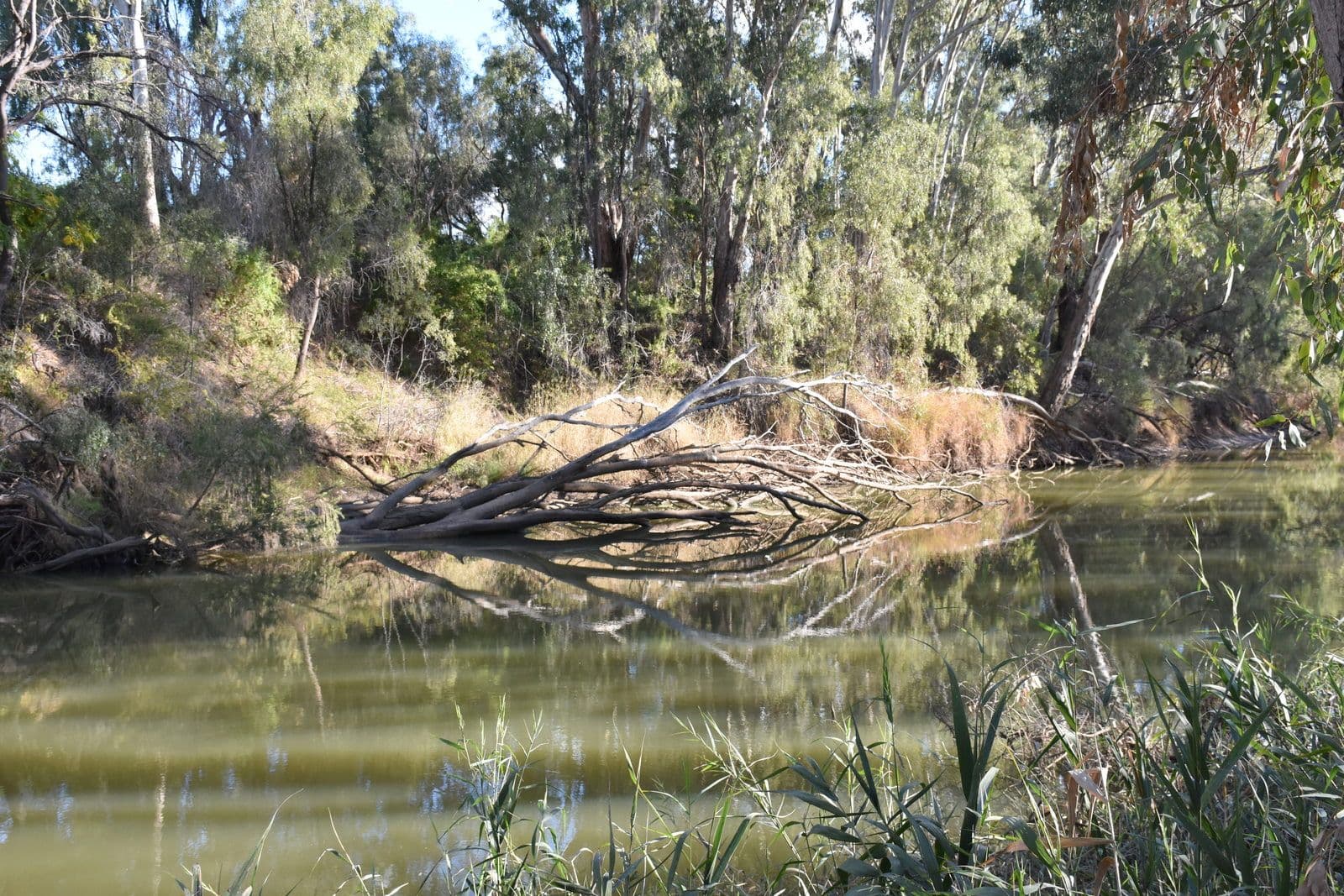 7 Jackson Grove, Moree NSW 2400, Moree - Thumbnail 5