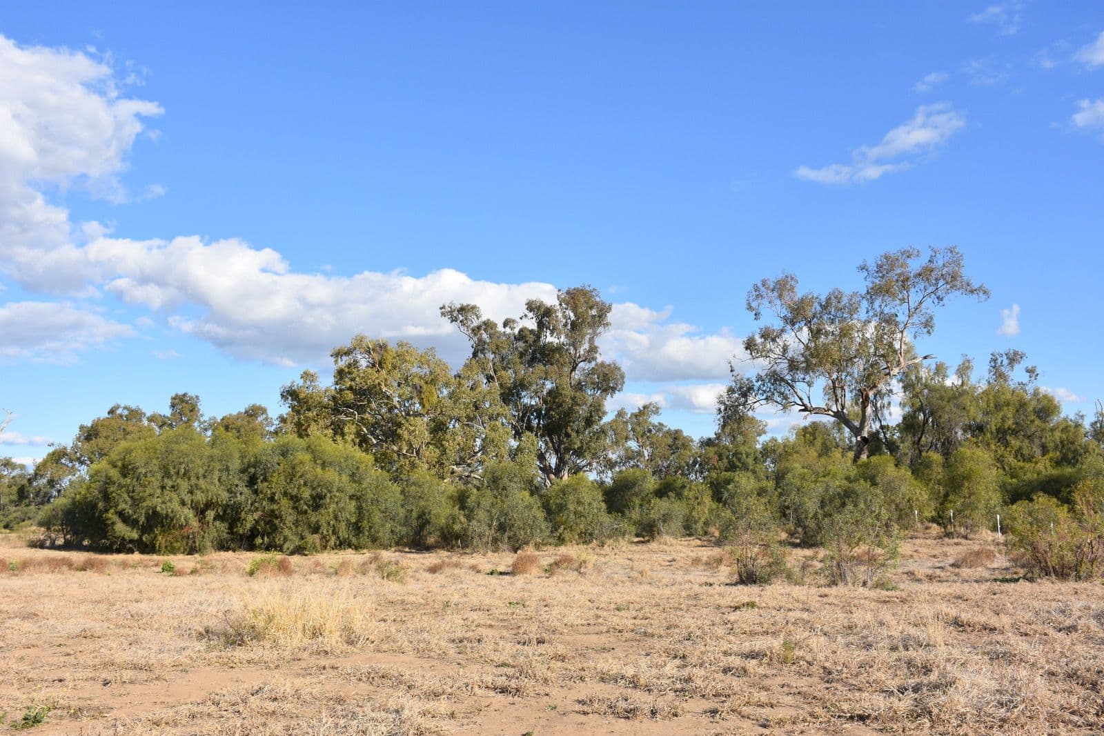 7 Jackson Grove, Moree NSW 2400, Moree - Thumbnail 6
