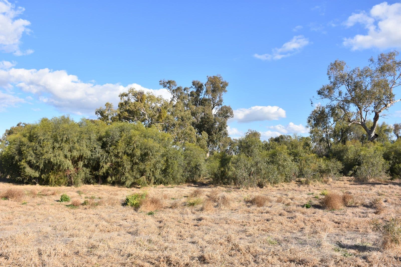 7 Jackson Grove, Moree NSW 2400, Moree - Thumbnail 7