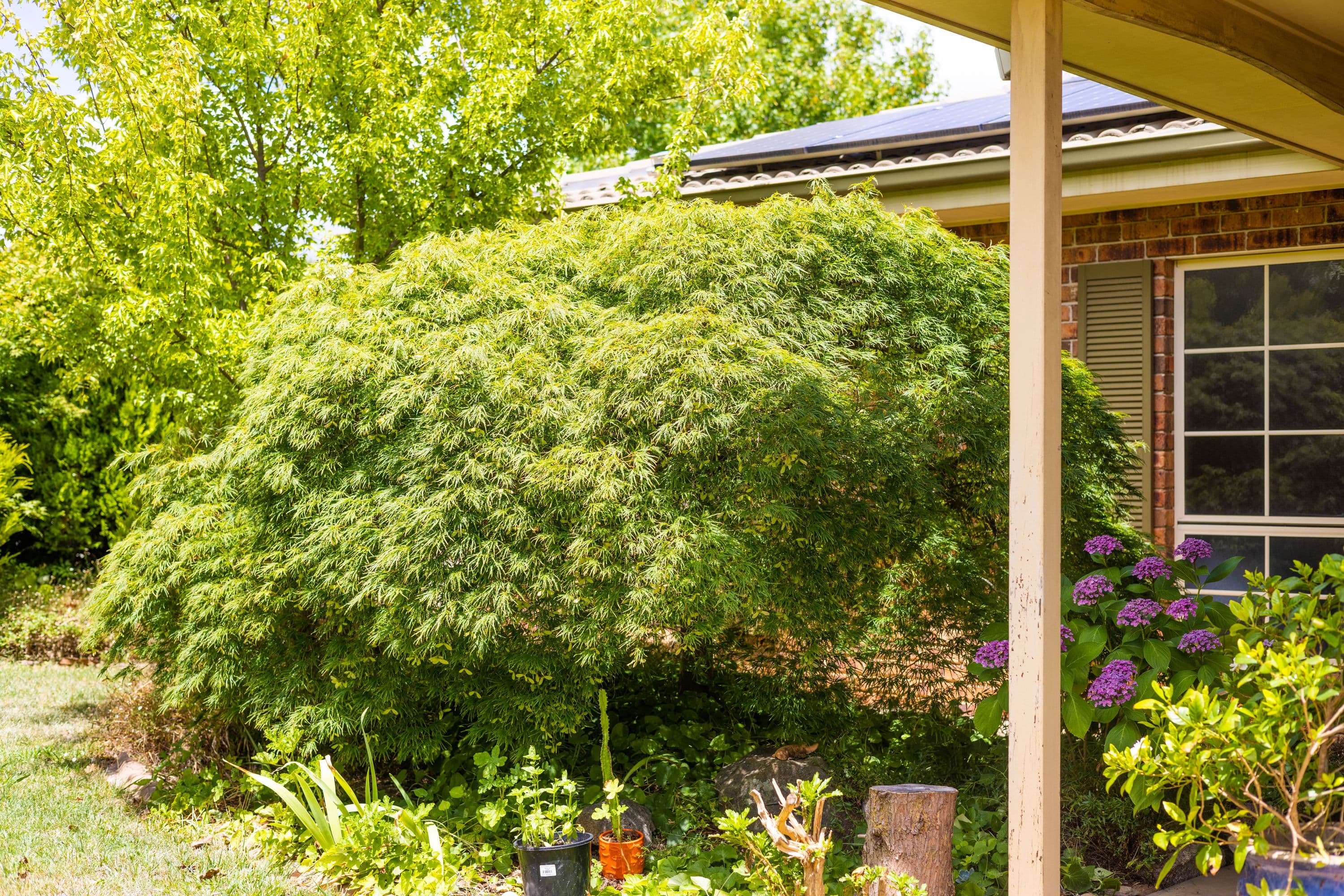 43 Bimberi Crescent, Palmerston ACT 2913, Palmerston - Thumbnail 4
