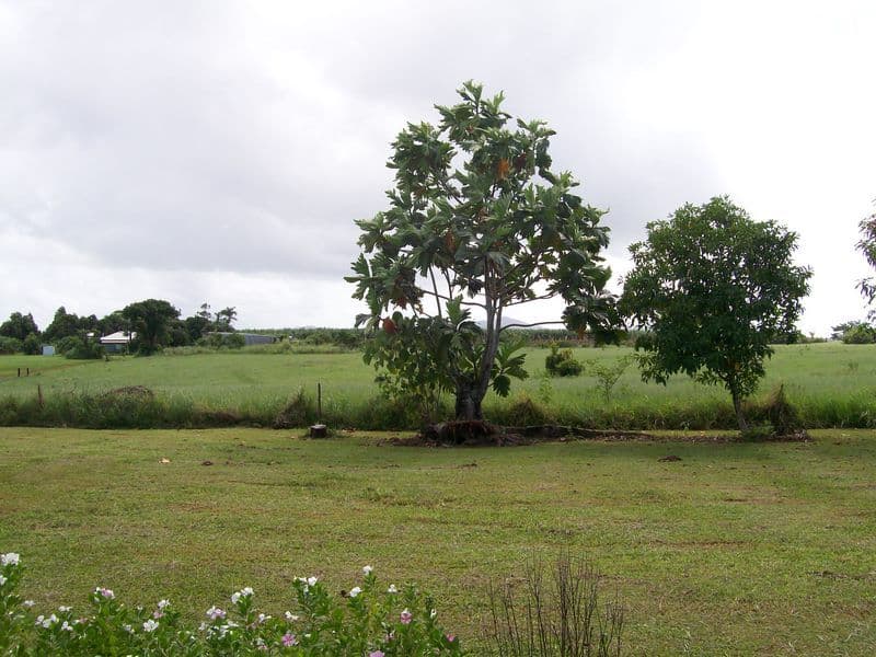 30 Wilson Road, Mundoo, INNISFAIL QLD 4860, Innisfail - Thumbnail 4