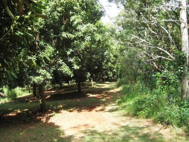 74 West Road, NORTH TAMBORINE QLD 4272, Tamborine - Thumbnail 2