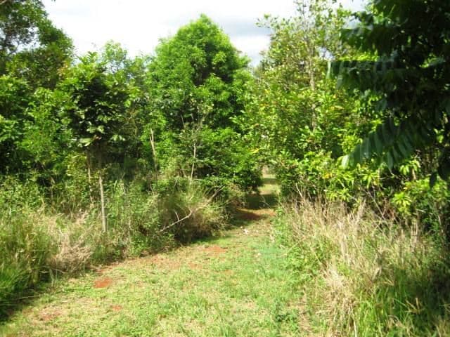 74 West Road, NORTH TAMBORINE QLD 4272, Tamborine - Thumbnail 5