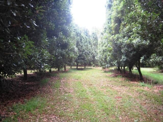 74 West Road, NORTH TAMBORINE QLD 4272, Tamborine - Thumbnail 6