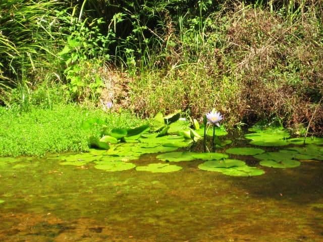 74 West Road, NORTH TAMBORINE QLD 4272, Tamborine - Thumbnail 7