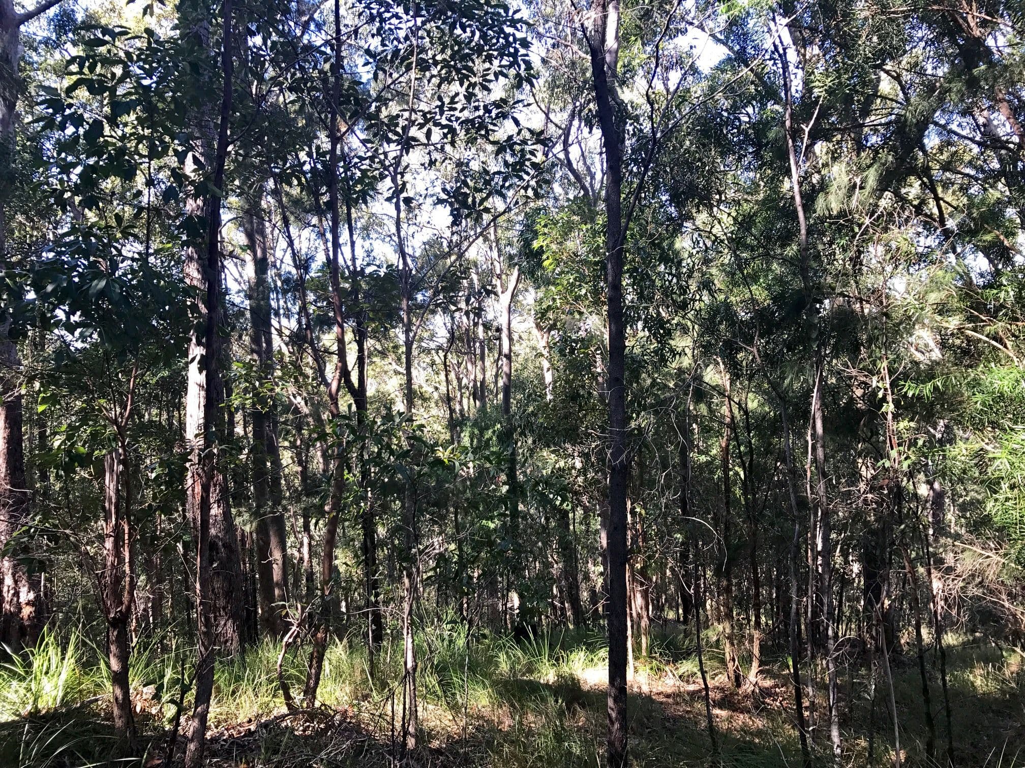 210 Tierney Drive, Currumbin Waters QLD 4223, Currumbin Waters - Thumbnail 4