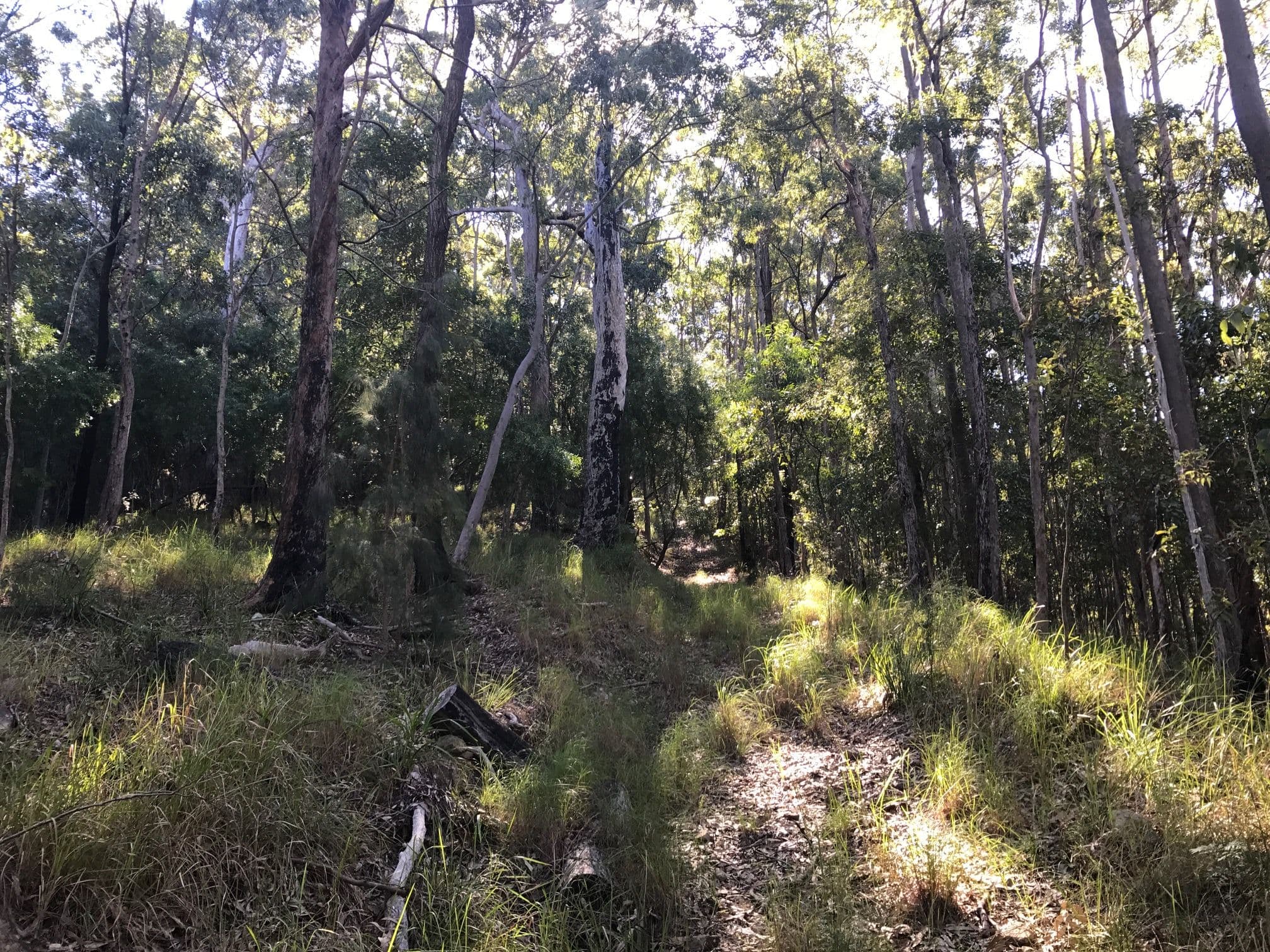 210 Tierney Drive, Currumbin Waters QLD 4223, Currumbin Waters - Thumbnail 5