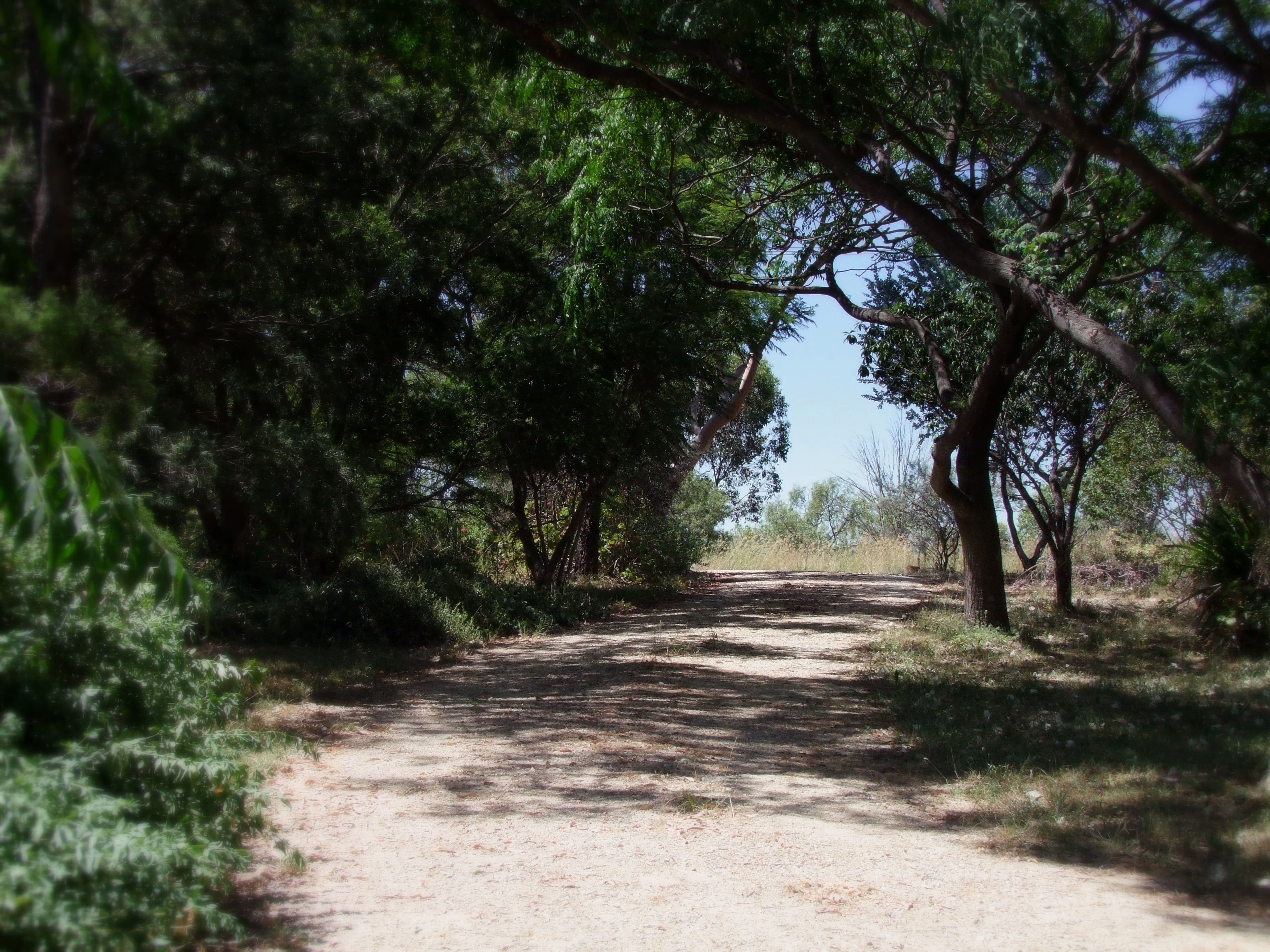 24 Queen Street, Jerrys Plains - Thumbnail 4
