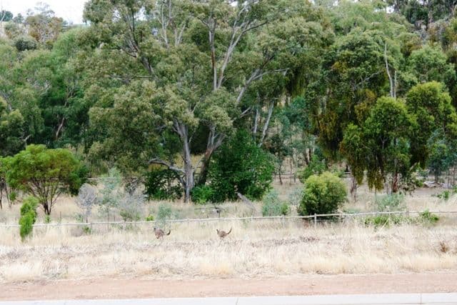 14 Calliope Close, Douglas, QLD, 4814, Douglas - Thumbnail 2