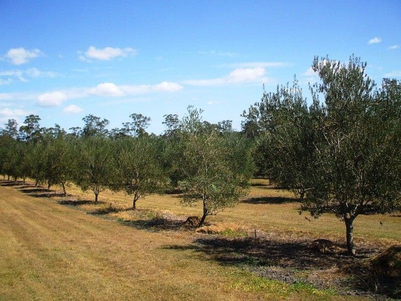 57 Bluegum Road, SOUTH KOLAN QLD 4670, South Kolan - Thumbnail 5