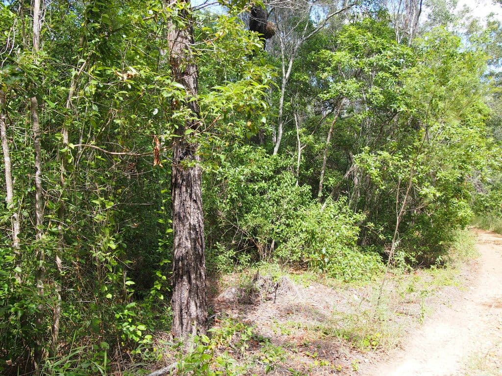 1091 - 1153 Torbanlea Road, Takura QLD 4655, Takura - Thumbnail 6