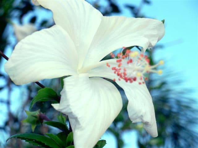 Lot 114 Campbell Street, MISSION BEACH QLD 4852, Mission Beach - Thumbnail 8