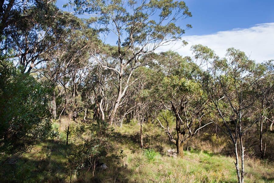 62 Godson Avenue, BLACKHEATH NSW 2785, Blackheath - Thumbnail 3